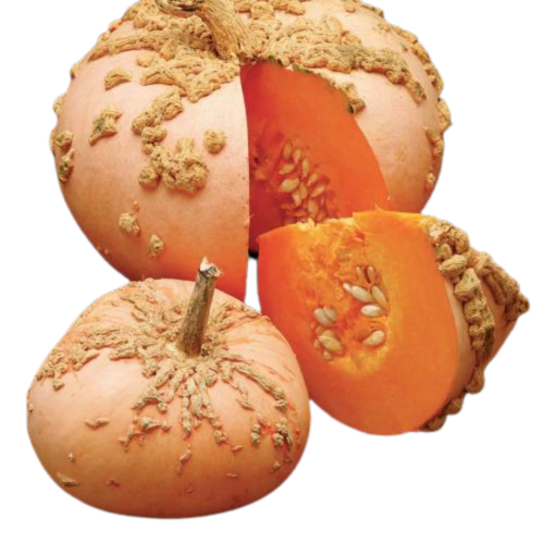 Courge Galeuse d'Eysines
