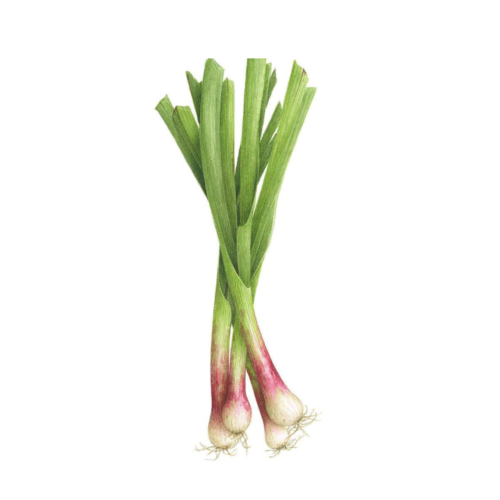 Aillets nouveaux 1 botte